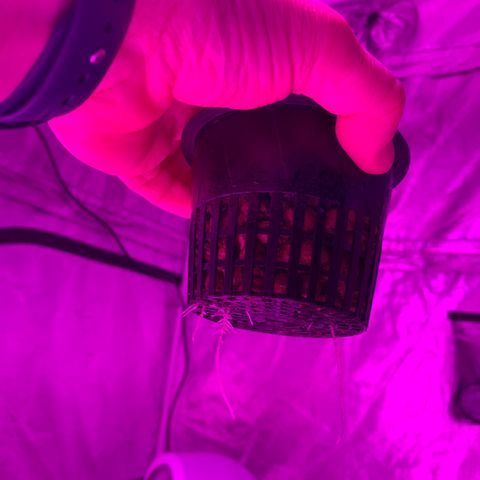 Strawberry Cough #1 growlog timeline photo
