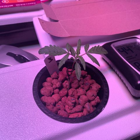 Strawberry Cough #3 growlog timeline photo