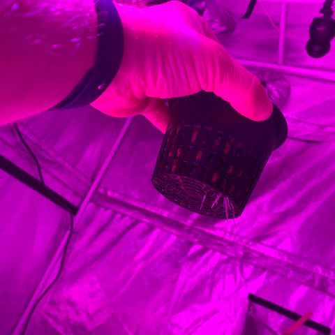 Strawberry Cough #3 growlog timeline photo