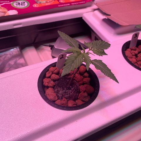 Strawberry Cough #2 growlog timeline photo