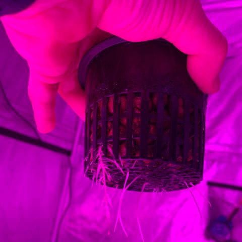 Strawberry Cough #2 growlog timeline photo