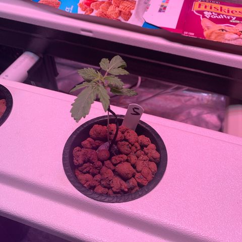 Strawberry cough #5 growlog timeline photo