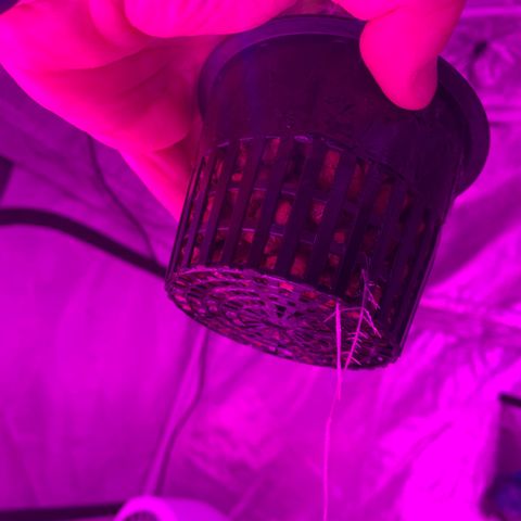 Strawberry cough #5 growlog timeline photo
