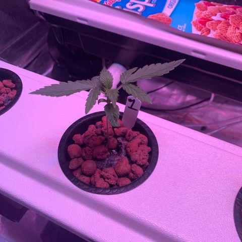 Strawberry Cough #1 growlog timeline photo