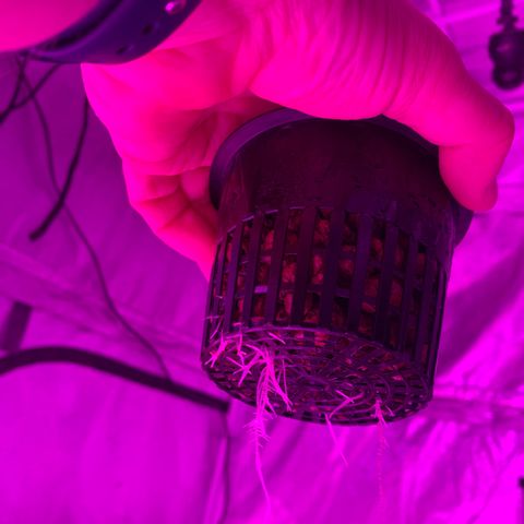 Strawberry Cough #1 growlog timeline photo