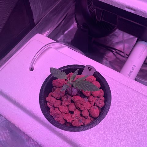 Strawberry cough #4 growlog timeline photo