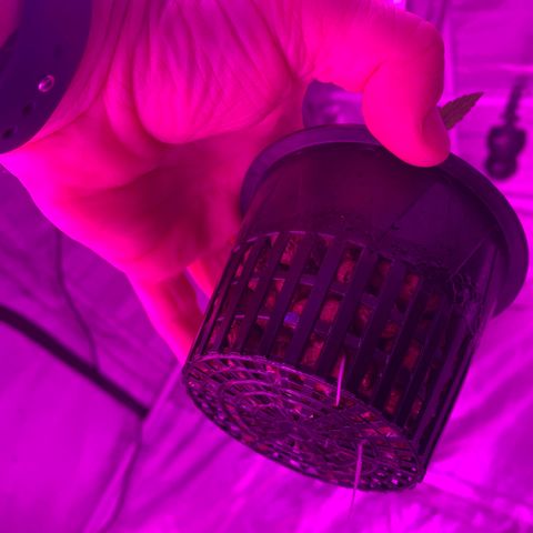 Strawberry cough #4 growlog timeline photo