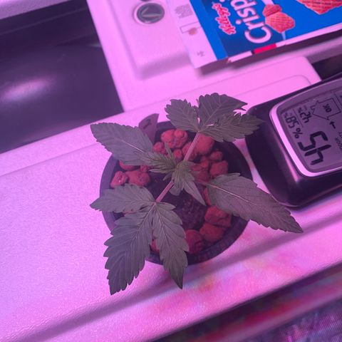Strawberry Cough #2 growlog timeline photo