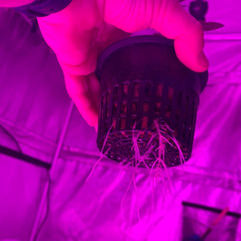 Strawberry Cough #2 growlog timeline photo