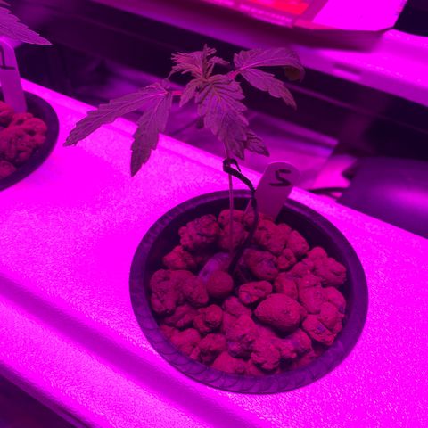 Strawberry cough #5 growlog timeline photo