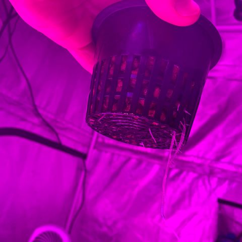 Strawberry cough #5 growlog timeline photo