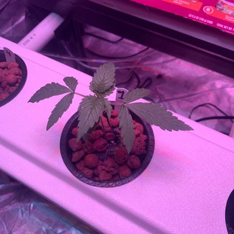 Strawberry Cough #1 growlog timeline photo