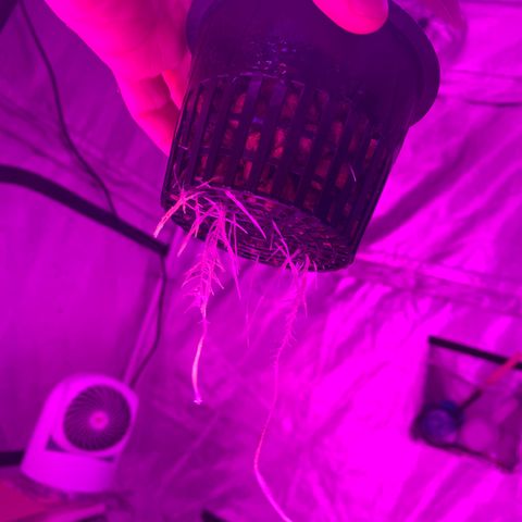 Strawberry Cough #1 growlog timeline photo
