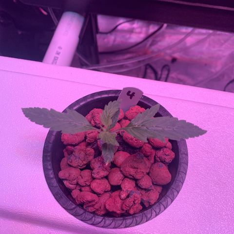 Strawberry cough #4 growlog timeline photo