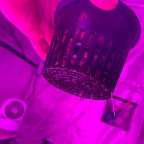 Strawberry cough #4 growlog timeline photo