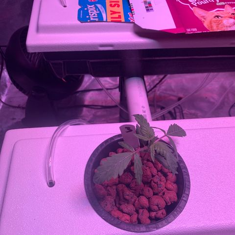 Strawberry Cough #3 growlog timeline photo