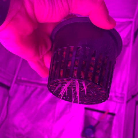 Strawberry Cough #3 growlog timeline photo