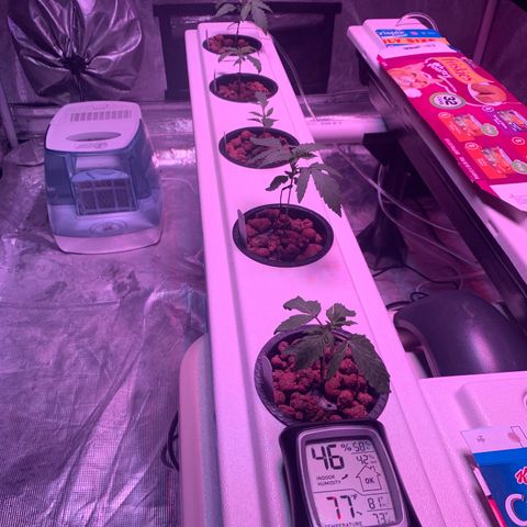 Strawberry cough #5 growlog timeline photo