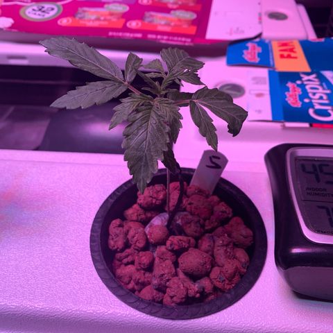 Strawberry cough #5 growlog timeline photo