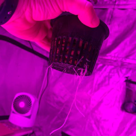 Strawberry cough #5 growlog timeline photo
