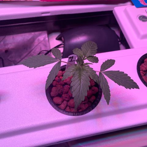 Strawberry Cough #1 growlog timeline photo