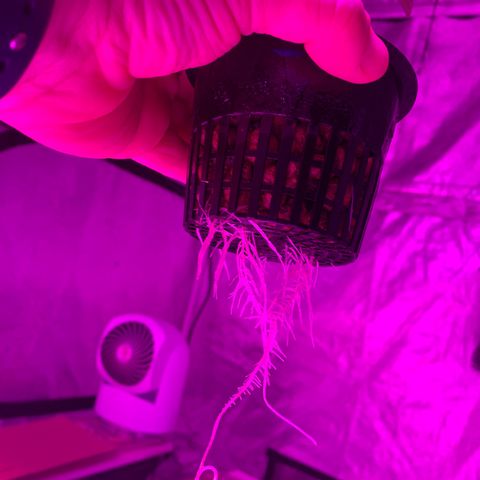 Strawberry Cough #1 growlog timeline photo
