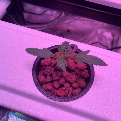 Strawberry cough #4 growlog timeline photo