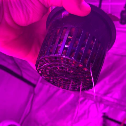 Strawberry cough #4 growlog timeline photo