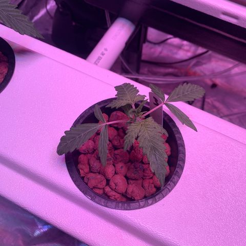 Strawberry Cough #3 growlog timeline photo