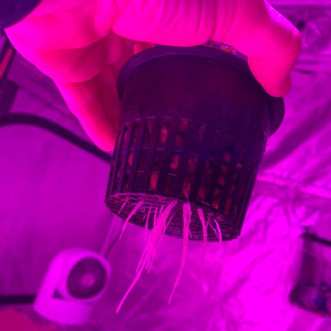 Strawberry Cough #3 growlog timeline photo