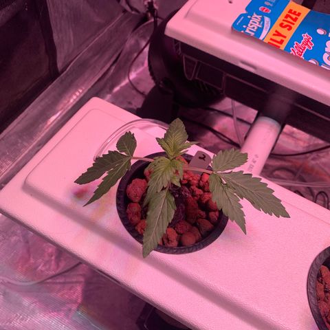 Strawberry Cough #2 growlog timeline photo