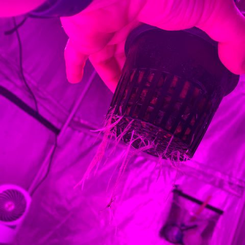 Strawberry Cough #2 growlog timeline photo