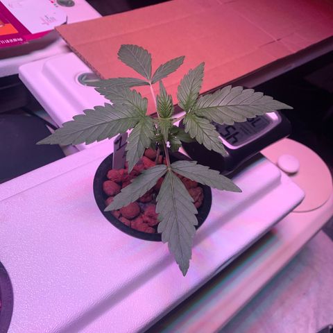 Strawberry Cough #1 growlog timeline photo