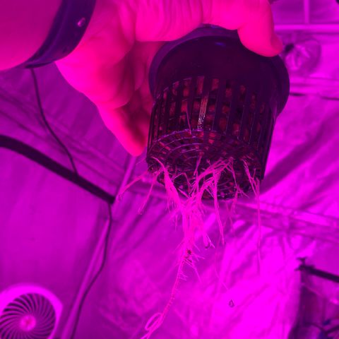 Strawberry Cough #1 growlog timeline photo