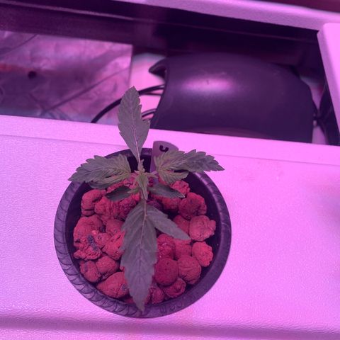 Strawberry cough #4 growlog timeline photo