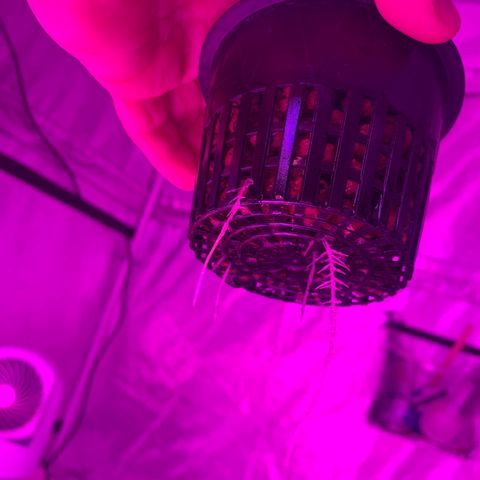 Strawberry cough #4 growlog timeline photo