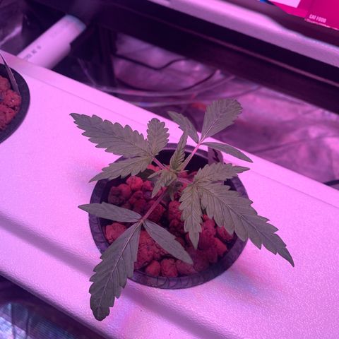 Strawberry Cough #3 growlog timeline photo