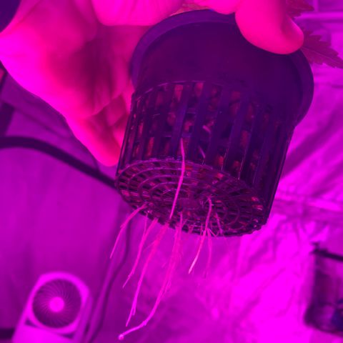 Strawberry Cough #3 growlog timeline photo