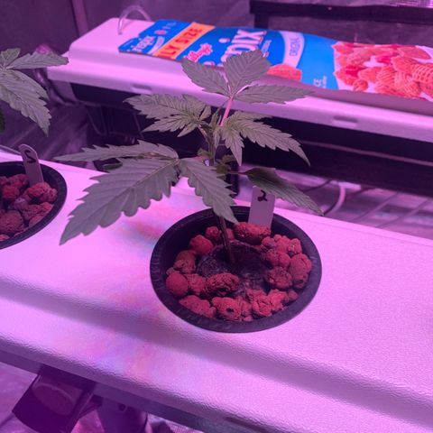 Strawberry Cough #2 growlog timeline photo