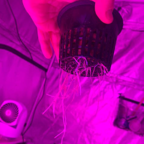 Strawberry Cough #2 growlog timeline photo