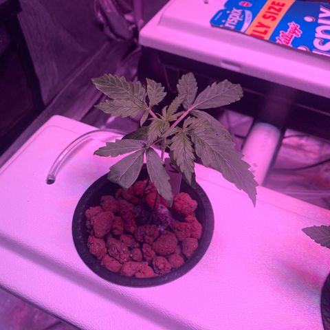 Strawberry cough #5 growlog timeline photo