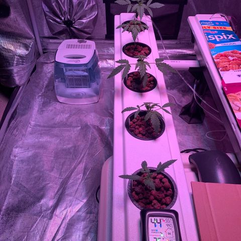 Strawberry cough #5 growlog timeline photo