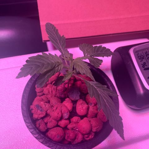 Strawberry cough #4 growlog timeline photo