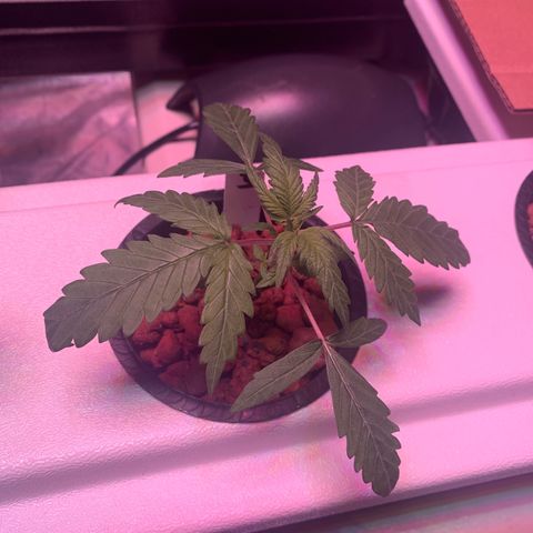 Strawberry Cough #3 growlog timeline photo
