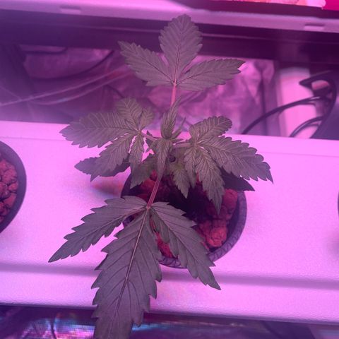 Strawberry Cough #2 growlog timeline photo