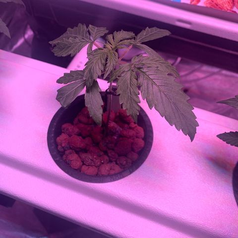 Strawberry cough #5 growlog timeline photo
