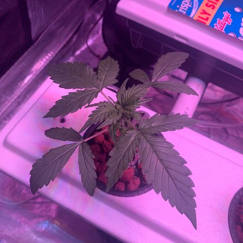 Strawberry cough #5 growlog timeline photo