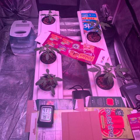 Strawberry cough #5 growlog photo: Moving fans around. Moving 1&2 to second channel. 