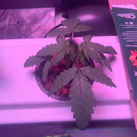 Strawberry Cough #3 growlog timeline photo