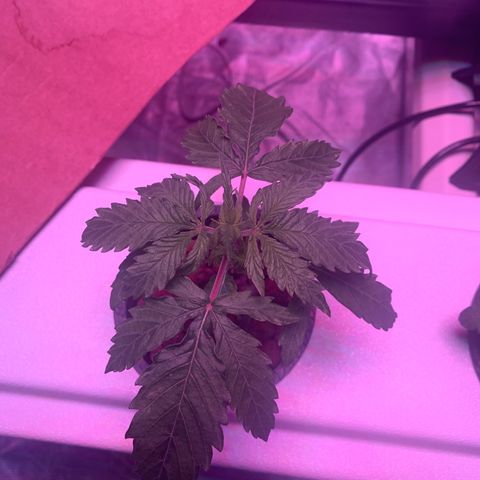 Strawberry cough #5 growlog timeline photo